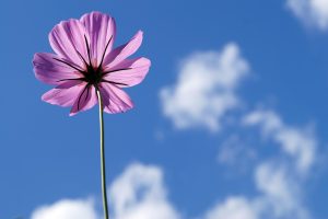 hd wallpaper, nature wallpaper, cosmea-6529220.jpg
